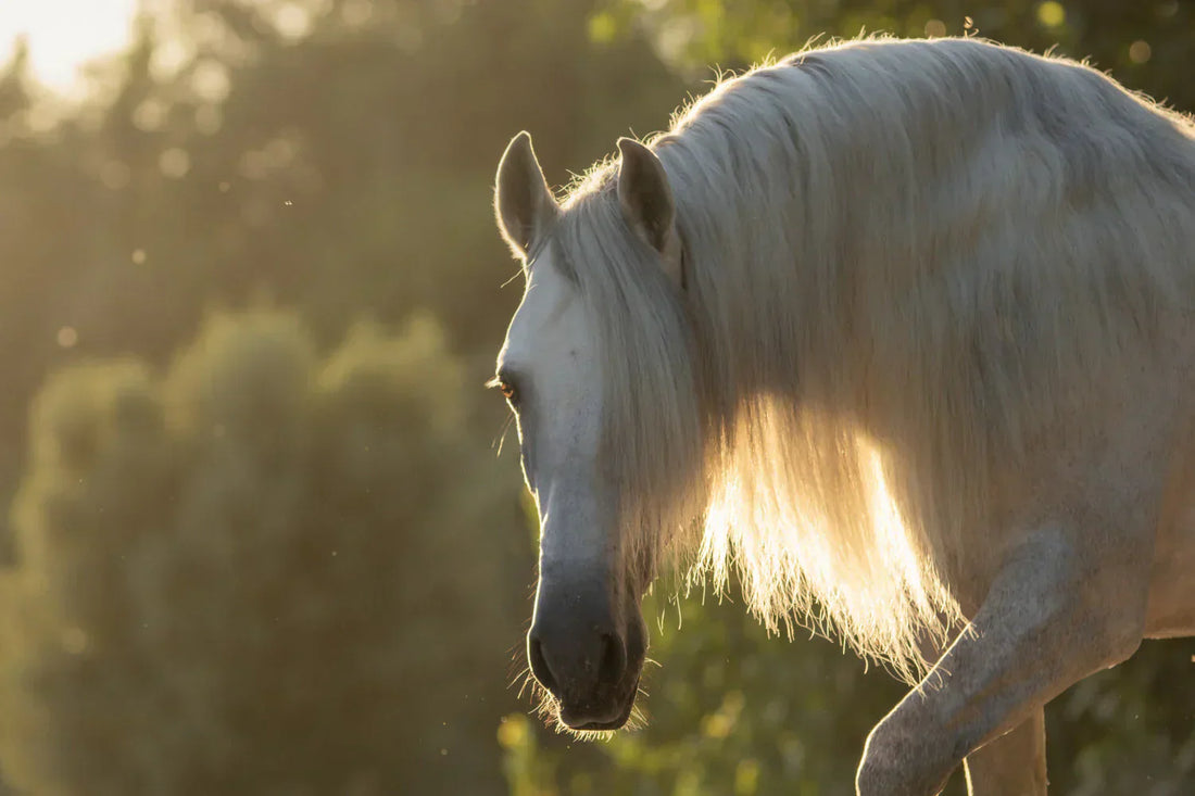 B Vitamins in the Horse’s Diet