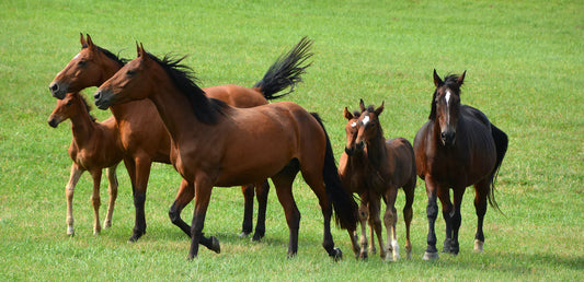 Zinc is an important trace element for horses and supports the wellbeing of skin, coat, and hooves