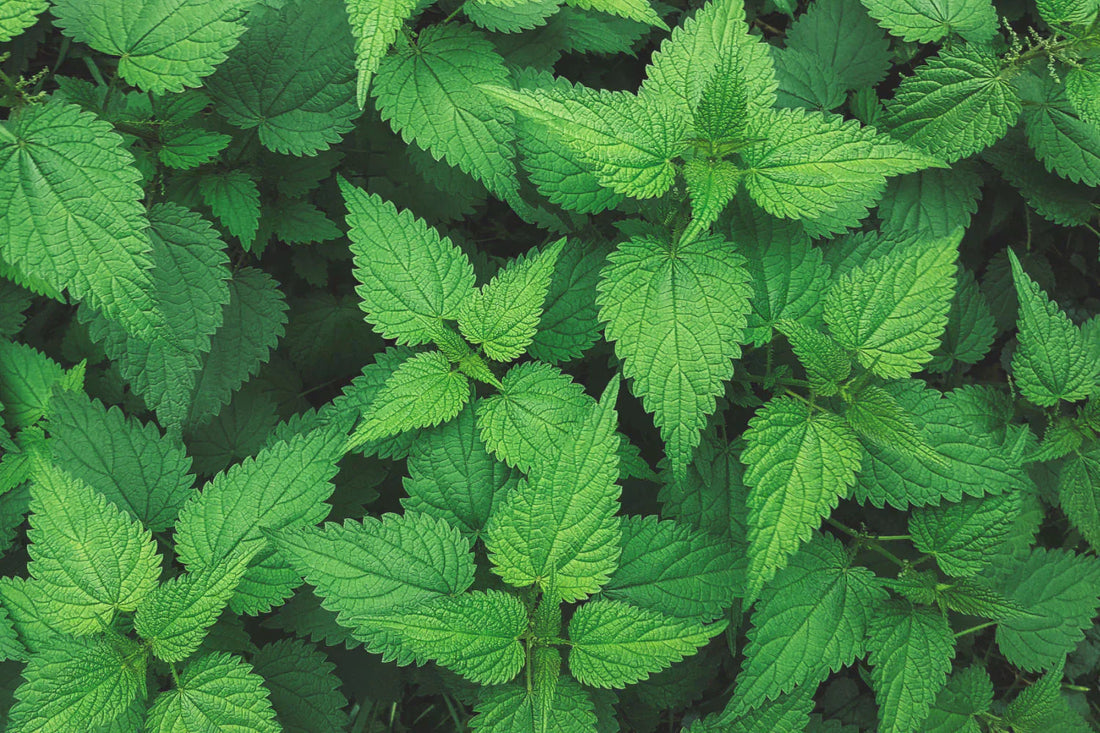 Nettle in Dog Nutrition – What Are the Benefits?