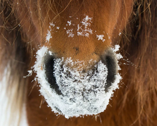 A HORSE’S COUGH CAN HAVE MANY CAUSES