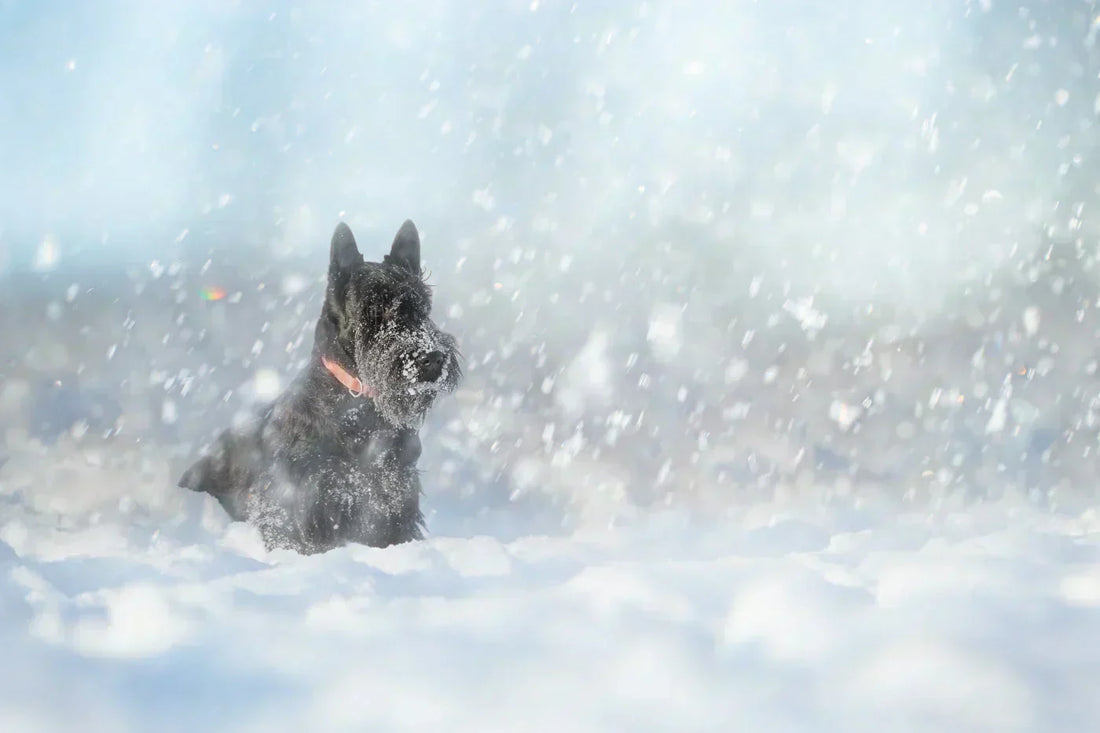 Winter skin care for dogs – the right nutrients, supported by research