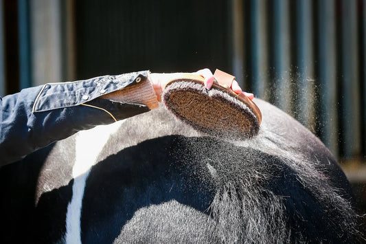 What should you consider in feeding during a horse's coat-shedding season?