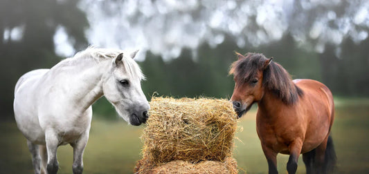 Preventing Gastric Ulcers in Horses