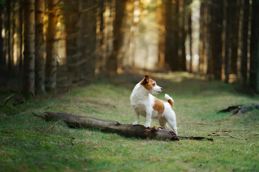 Plant-based oils are also suitable for dogs prone to heartburn