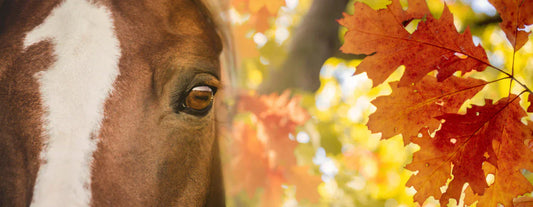 Vitamin E Supporting the Horse’s Well-Being