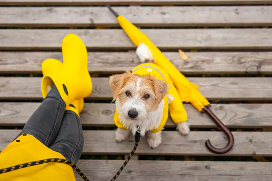 Autumn and Winter – Support for a Dog's Immune Defences