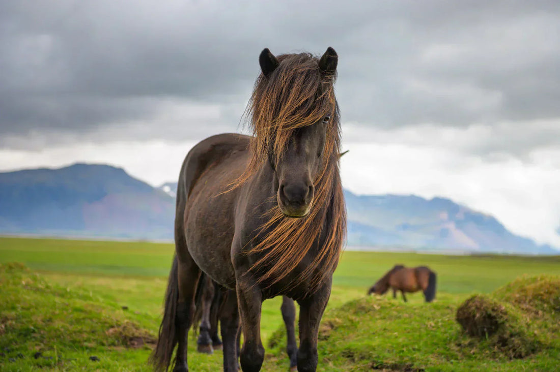 Why Selenium Is Indispensable for a Horse's Wellbeing and Performance