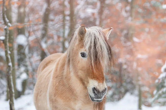 The Risk of Colic Increases in Winter