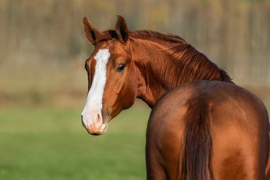 Chondroitin Sulfate and Glucosamine as Supporters of Joint Function in Performance Horses