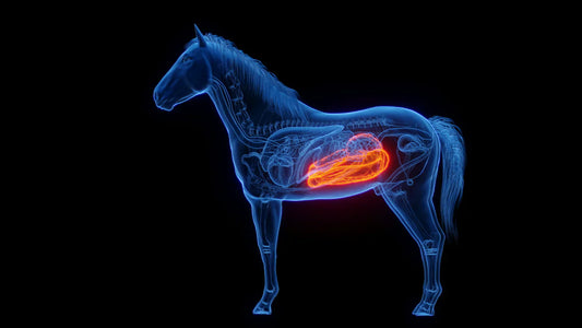 The Equine Gut Microbiome and Its Impact on Immunity