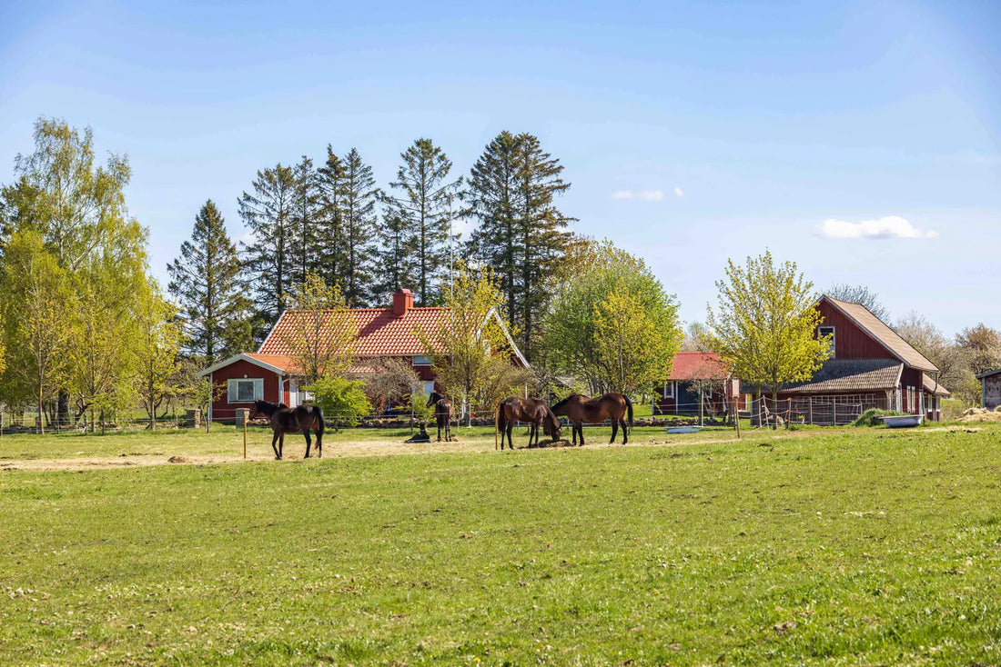 The Horse’s Spring Season