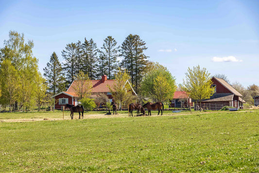 The Horse’s Spring Season