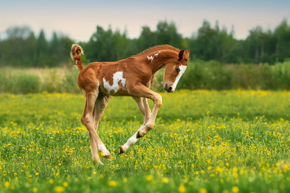 Foal Feeding – A Strong Start in Life