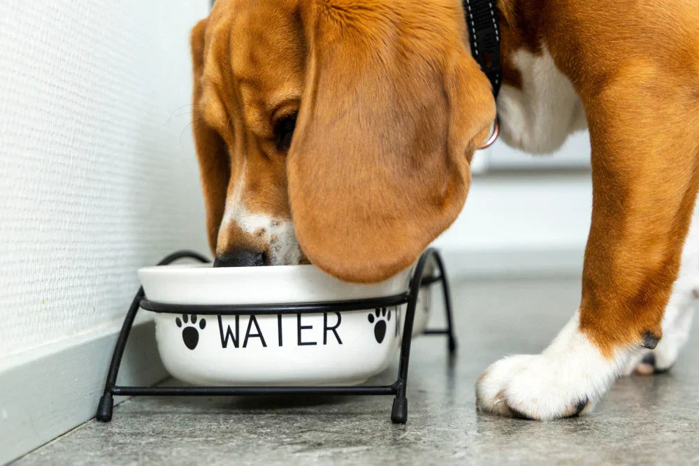 How Much Should a Dog Drink?