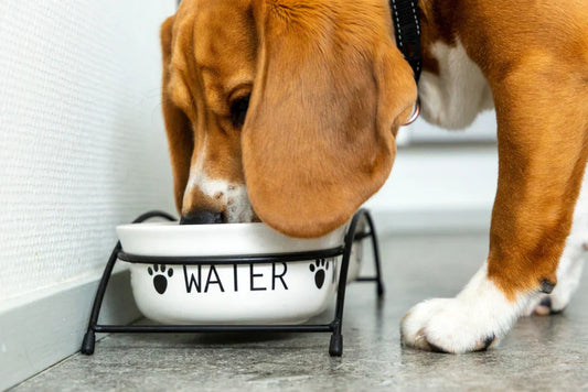 How Much Should a Dog Drink?