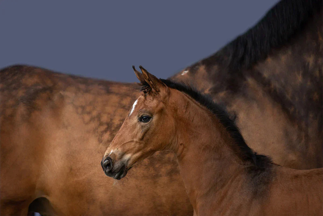 The Most Important Nutrients for a Growing Horse