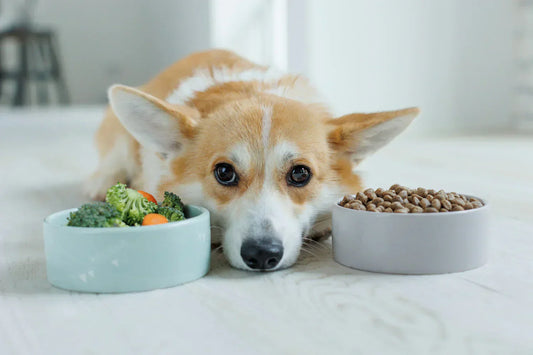 Mineral Interactions in a Dog's Nutrition