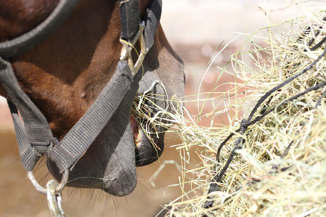 Hay Net Research in Horses: Something to Chew On