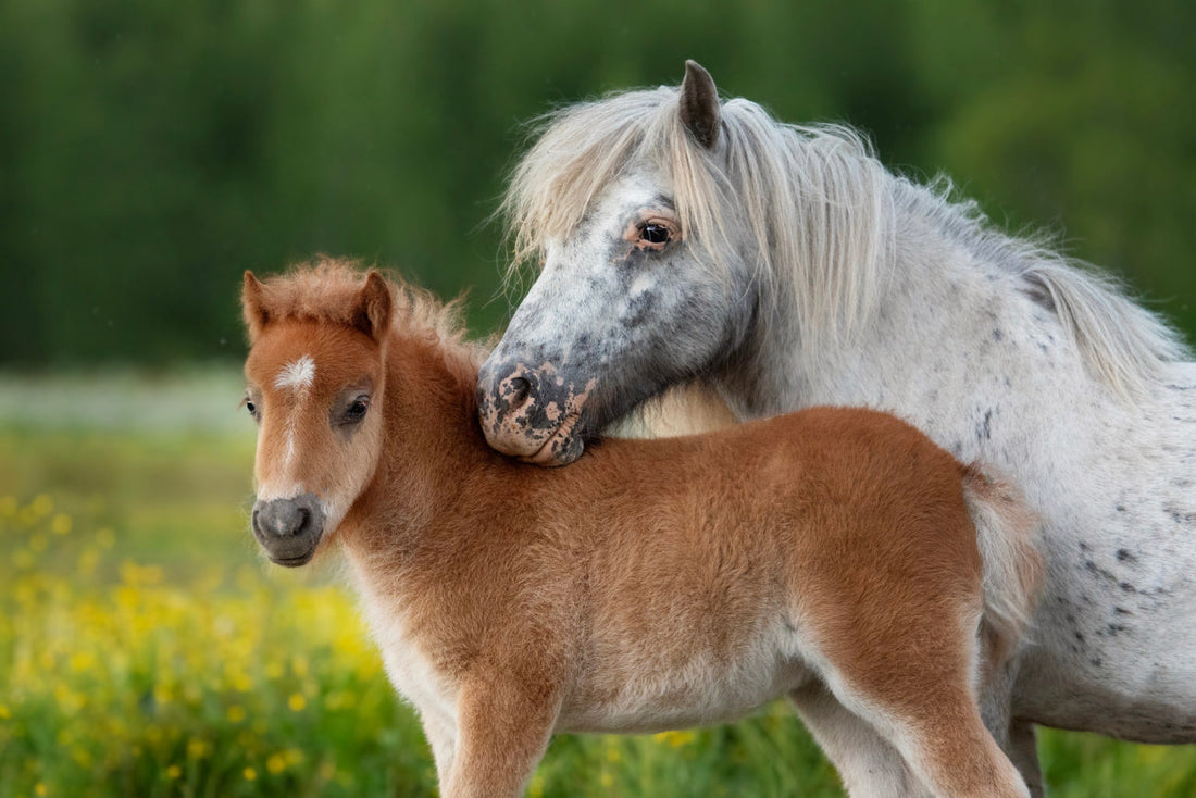 Feeding the Pregnant Mare – A Guide to the Best Start for the Foal