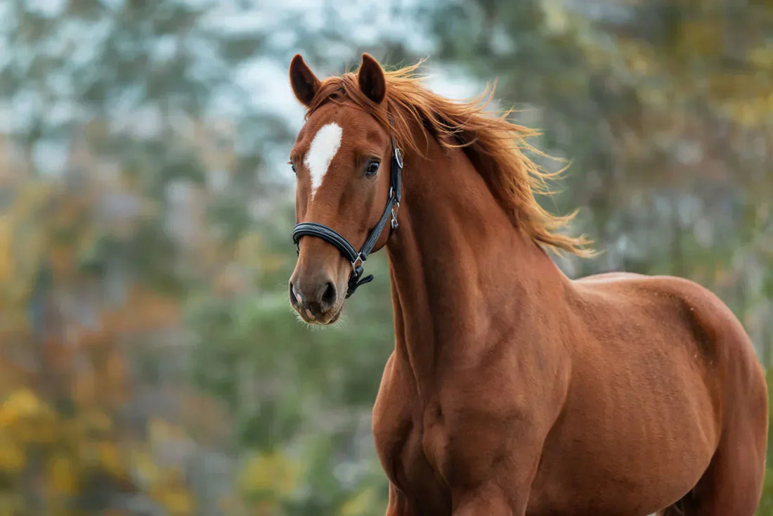 Study on the Effect of Glucosamine and Chondroitin Sulfate on Equine Osteoarthritis