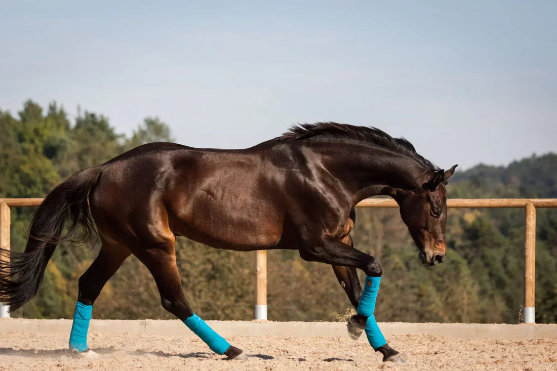 Do you know your horse's protein requirement?