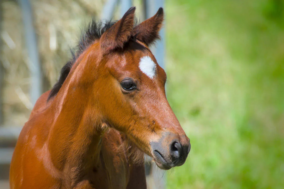 Vitamin E in a Broodmare's Diet – Protection for the Foal Through Colostrum