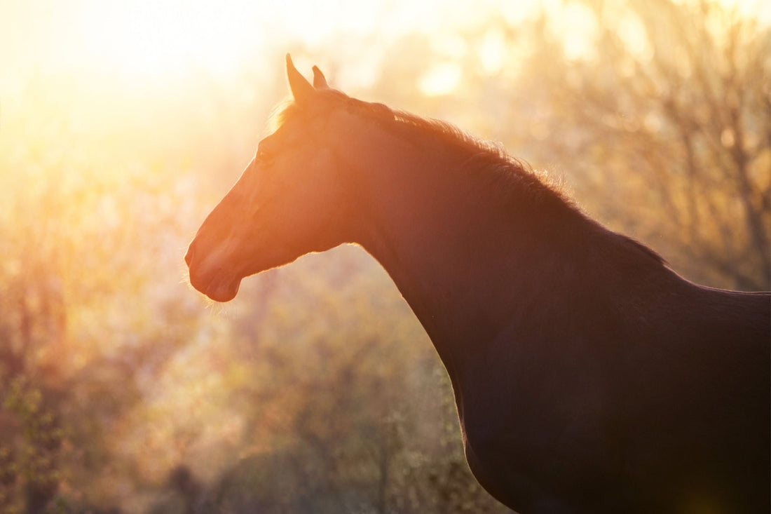 Fiber Is Not Just Fiber – Why the Source of Fiber Matters in Horse Feeding