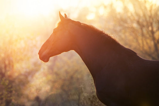 Fiber Is Not Just Fiber – Why the Source of Fiber Matters in Horse Feeding