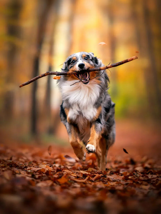 The Importance of Vitamin E for Dogs