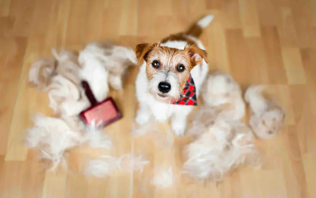 How to Feed Your Dog During Shedding Season?