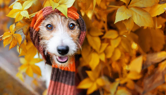 Dog vitamins – A factual overview from A to K