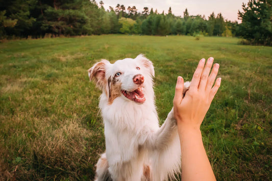 Feeding Your Dog from Spring to Summer – What Should Be Considered?