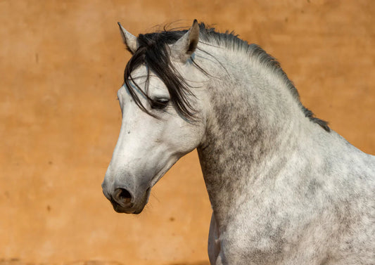 Yeasts to Support Equine Digestion