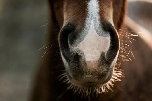 Beta-Glucans – What Are They, and Why Are They Studied in Horses?