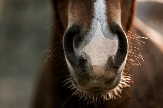 Beta-Glucans – What Are They, and Why Are They Studied in Horses?