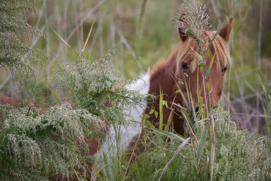Pectin and Lecithin – What Have Studies Found in Relation to Protecting the Horse's Stomach?