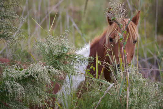 Pectin and Lecithin – What Have Studies Found in Relation to Protecting the Horse's Stomach?
