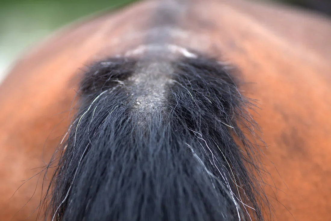 Equine Allergies – Why Have They Become More Common, and How Can They Be Prevented and Treated?