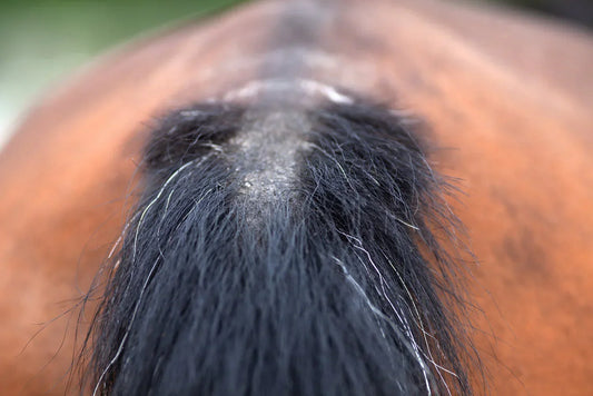 Equine Allergies – Why Have They Become More Common, and How Can They Be Prevented and Treated?