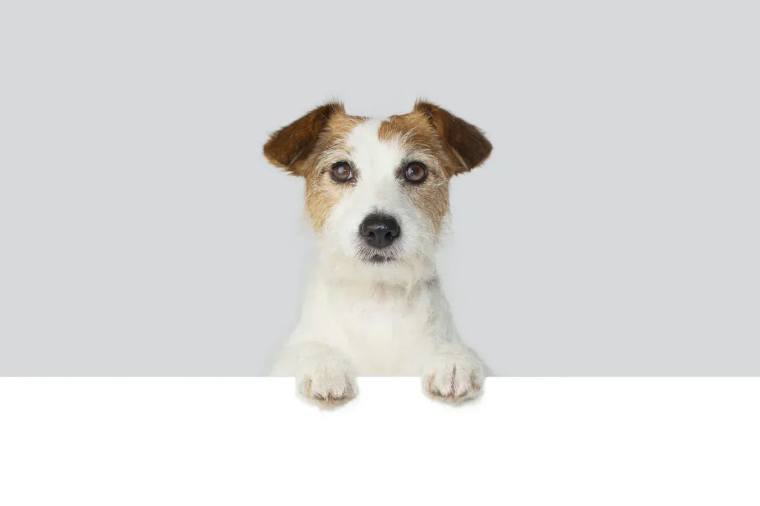 Dry eye in dogs – what owners should know