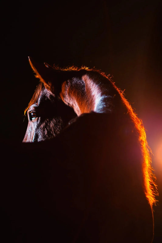 How does starch content in feed affect the gut health and behaviour of performance horses?