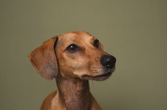 Your Dog's Coat Can Tell You a Lot – Do You Recognize These Signs?
