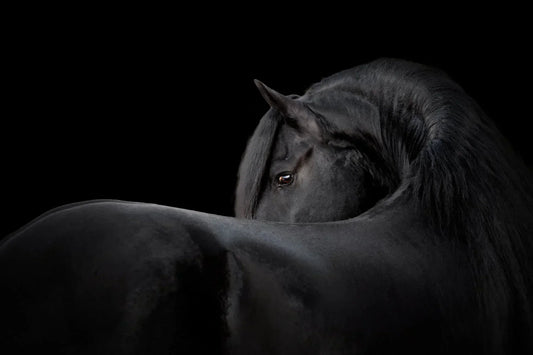 MOS Compounds (Mannan Oligosaccharides) – Why Are They Studied in Equine Feeding?