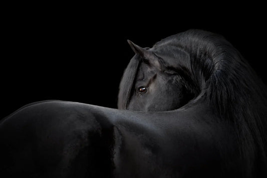 MOS Compounds (Mannan Oligosaccharides) – Why Are They Studied in Equine Feeding?