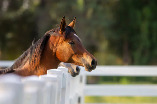 Signs of Respiratory Problems in Horses – How to Recognize Them Early