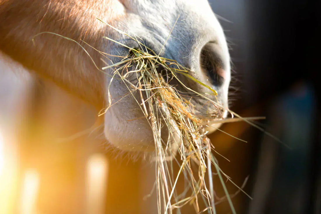 What Should You Know How to Read From a Hay Analysis?