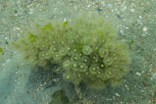 Calcareum Algae and the Horse's Stomach – What Have Studies Found?