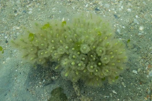 Calcareum Algae and the Horse's Stomach – What Have Studies Found?