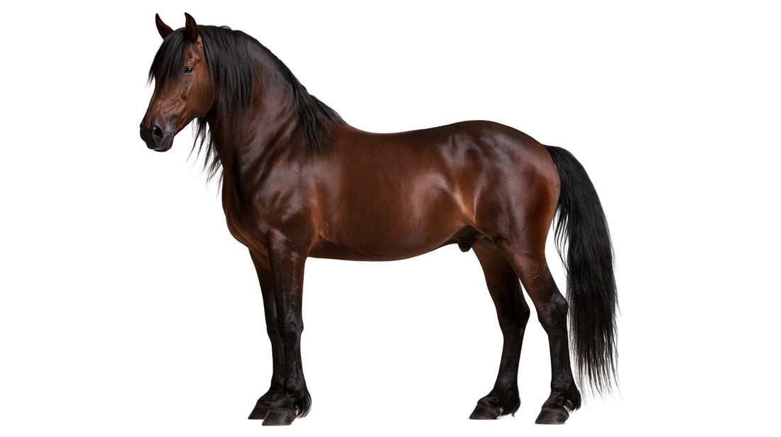 Your Horse’s Coat Can Tell You a Lot – Do You Recognise These Signs?