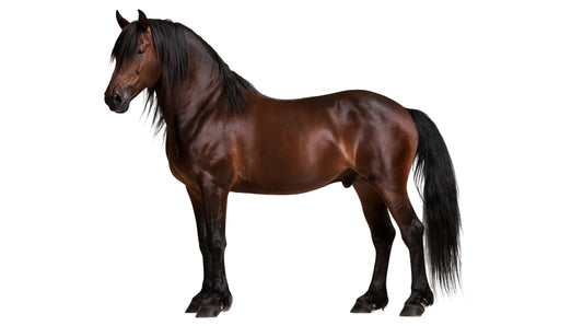 Your Horse’s Coat Can Tell You a Lot – Do You Recognise These Signs?